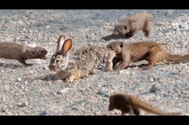 Mongooses Tear Baby Hare Apart