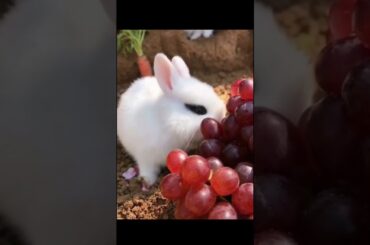 Cute bunny eating grapes - Rabbit