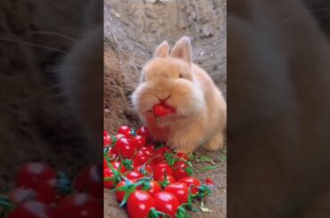 cute rabbit funny eating #pets #subscribe #shorts