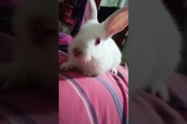 cutest baby rabbit @ayushisworld1 #rabbit #shorts #ytshorts #ytindia #yt #viral