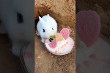 rabbit baby eating cute moments #shorts #short #trending #rabbit