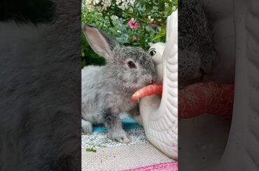 Cute Smokey eating carrot #cutebunny #cute #rabbit