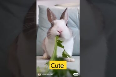 cute Rabbit omg animals r so cute baby animals cutest moment