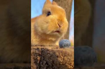 #Cute #rabbit #my