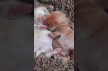 So cute baby rabbit / #short #peanutbrasil