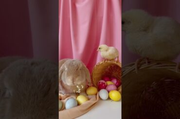 cute baby rabbit and chicken enjoyment#short #shorts #rabbit #bunny #animals #viralvideo