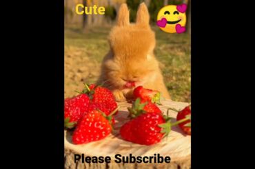 Cute Rabbit #youtubeshorts #video #viralvideo #viral #shorts #rabbit
