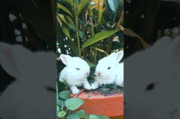 cute baby bunny!!!! #shorts