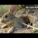 Cute Baby Rabbits Playing and Eating Cabbage | Rabbit Farming Of my home | Rabbit Farm Process |