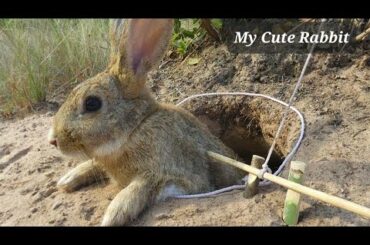 Cute Baby Rabbits Playing and Eating Cabbage | Rabbit Farming Of my home | Rabbit Farm Process |
