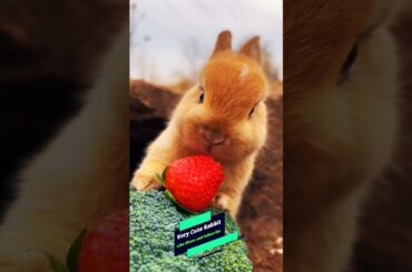 Very Cute Rabbit Eating Strawberry || Really Cute Rabbit