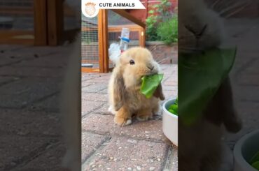 Cute Animals - Cute Rabbit Eat Leaf #Shorts #10