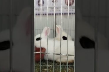 #animals #pets #cute #rabbit #bunny