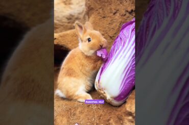 baby bunny is so hungry #funny #shortvideo #cute #rabbit #trending #shorts