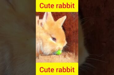 Cute Rabbit Eating Food#shorts #shortsfeed #youtubeshorts #rabbit