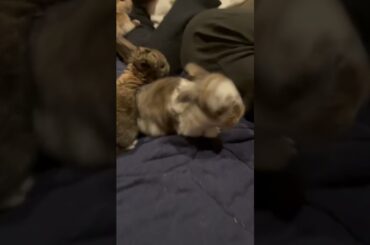 18 cute baby bunnies!!!