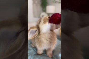 cute #rabbit eating strawberry #cute #funny #funnyanimals #shorts