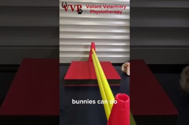 Cute #bunny Piper showing us that physio exercises are not just for dogs. Great job! #rabbit #physio