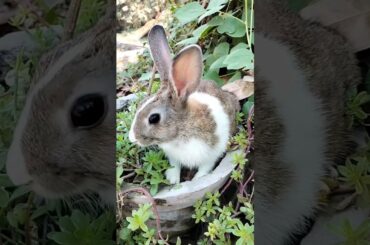 cute rabbit boby shorts || khargosh short video #viral #trending #shorts  #shortvideo #cute #rabbit