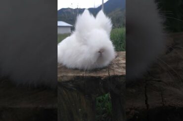 RABBIT, OMG Animals SOO Cute! AWW Cute baby animals, CUTEST moment of the Animal #rabbit #rabbits