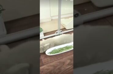 Funny Bunny # Cute Bunny # Cute Rabbit # YouTube # Shorts