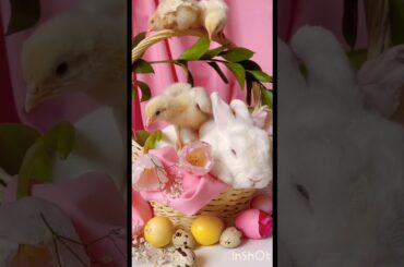 Cute rabbit #shorts #trendingshort