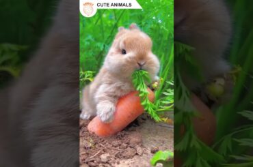 Cute Animals - Cute Rabbit Eat Carrot #Shorts #9