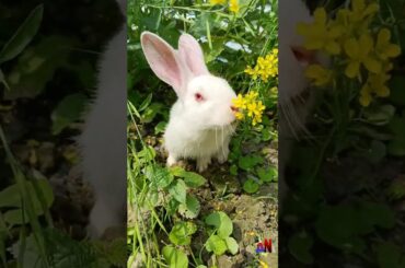 Baby rabbit eating flower|cute bunny|rabbit videos|25| Animals and beautiful nature|#shorts #animals