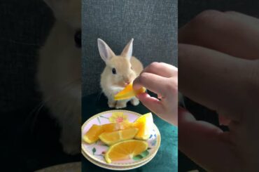 Cute Rabbit , funny bunny