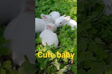 cute baby | #shorts #viral #trending #baby #bunny #ytshorts