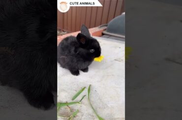 Cute Animals - Cute Rabbit Eat Flower #Shorts #20