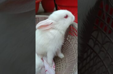 Chili Billi cute rabbit baby #cutebunny #cutebaby #cute