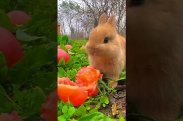 cute bunny  #pets #viral #shorts
