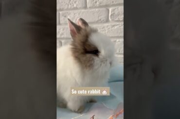 cute rabbit funny video #pets #subscribe #shorts