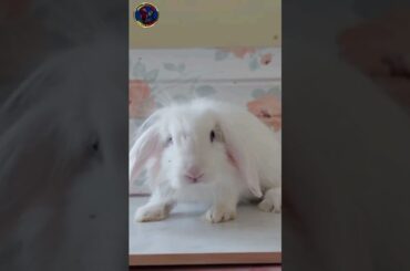 Cute Rabbit#viral #rabbit#youtube