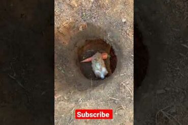 Cute bunny is enjoying food #shorts #unnatirabbitfarm