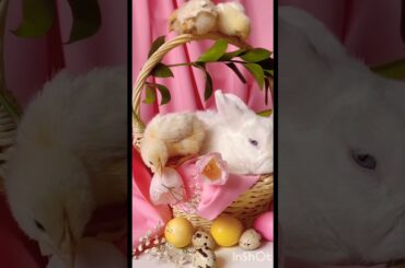 Cute rabbit #shorts #yotubeshort