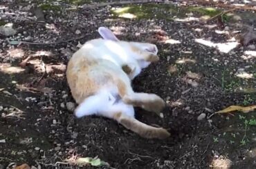 Super Cute Bunny Flop with Leg Stretch!