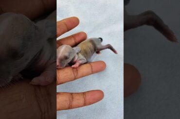 A Cute baby rabbit is born #baby #animals