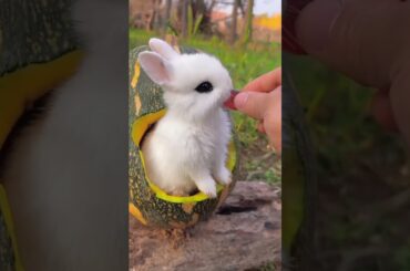 Cute bunny #shorts