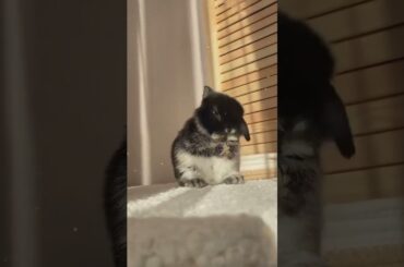 Cute little adorable bunny #cute #bunny