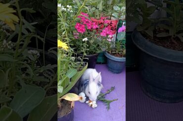 My cute Stuart little bunny #cutebunny #cutebaby #shorts