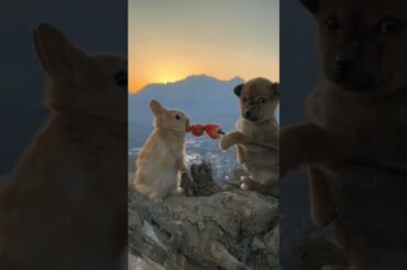 cute bunny #bunny #dog