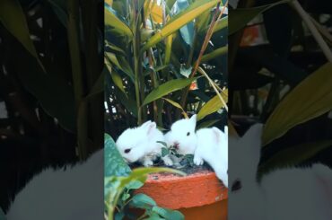 #cute #baby #rabbit #bunny #funny
