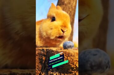 Cute Rabbit || Animal Lover || Pet Lover || Short || Youtube Short