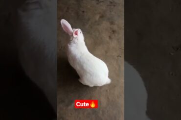 cute rabbit walking #shorts