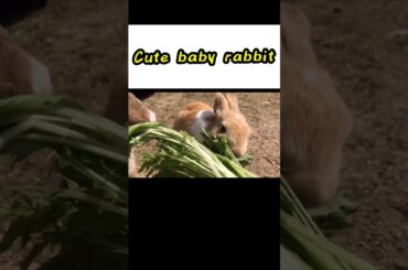 Cute Baby Rabbit #shorts