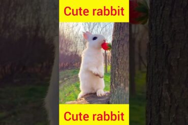 cute rabbit eating strawbery#shorts #shortsfeed #youtubeshorts #rabbit