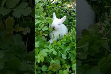 Cute rabbit baby| cute bunny|cute|Baby #shorts