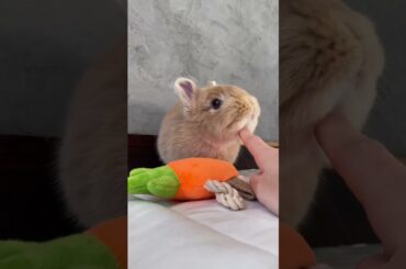 Baby Bunny Short Video #shorts #short #viral #youtube #trending #animal #animals #pets #pet #cute
